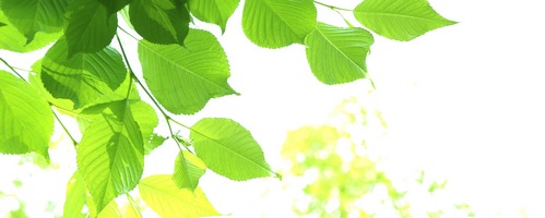 ロベクチン ROVECTIN 高保湿クリーム販売サイトへ